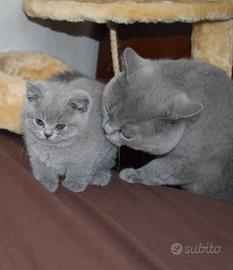 BRITISH BLU Shorthair