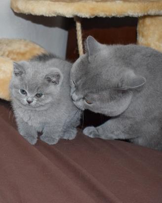 BRITISH BLU Shorthair