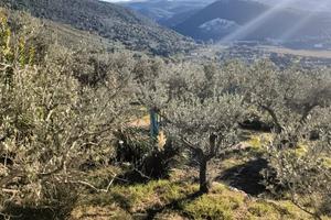 Vendita terreno recintato di mq. 3638