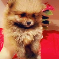 Spitz di Pomerania nano