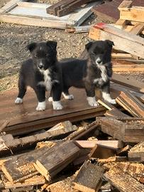 Cuccioli maremmano border collie