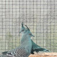 Tortora ciuffata australiana