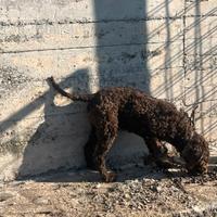 Cucciola di Lagotto romagnolo