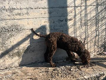 Cucciola di Lagotto romagnolo