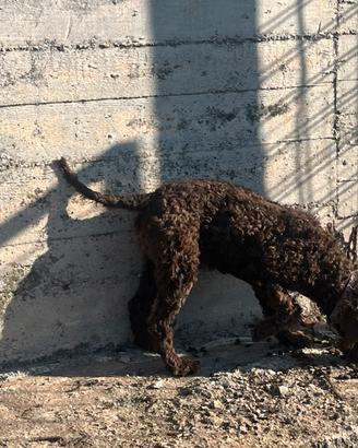 Cucciola di Lagotto romagnolo
