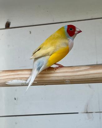 Diamanti del gould