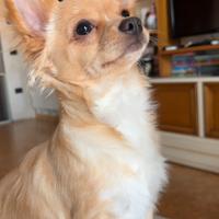 Chihuahua maschio con pedigree ENCI