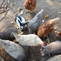 Galline ovaiole ruspanti e anatre