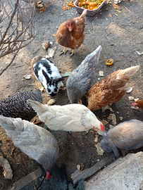 Galline ovaiole ruspanti