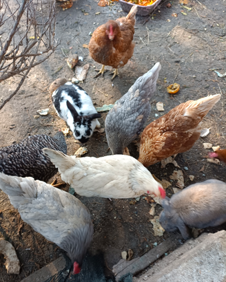Galline ovaiole ruspanti e anatre