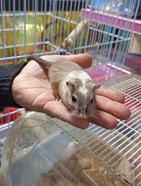 Gerbilli della Mongolia