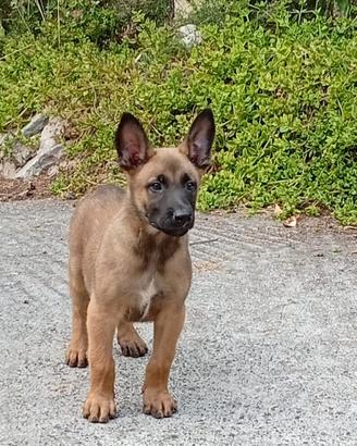 Pastore Belga Malinois