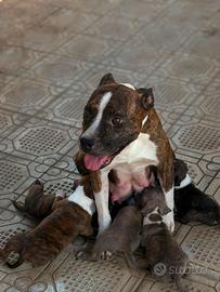 cani razza Amstaff