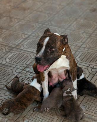 cani razza Amstaff