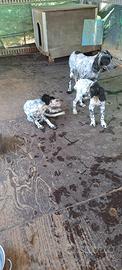 Cuccioli setter Inglesi