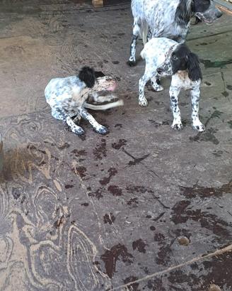 Cuccioli setter Inglesi