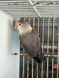 Femmina di agapornis fisher pappagallo