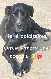 Puma simil cane corso 3 anni