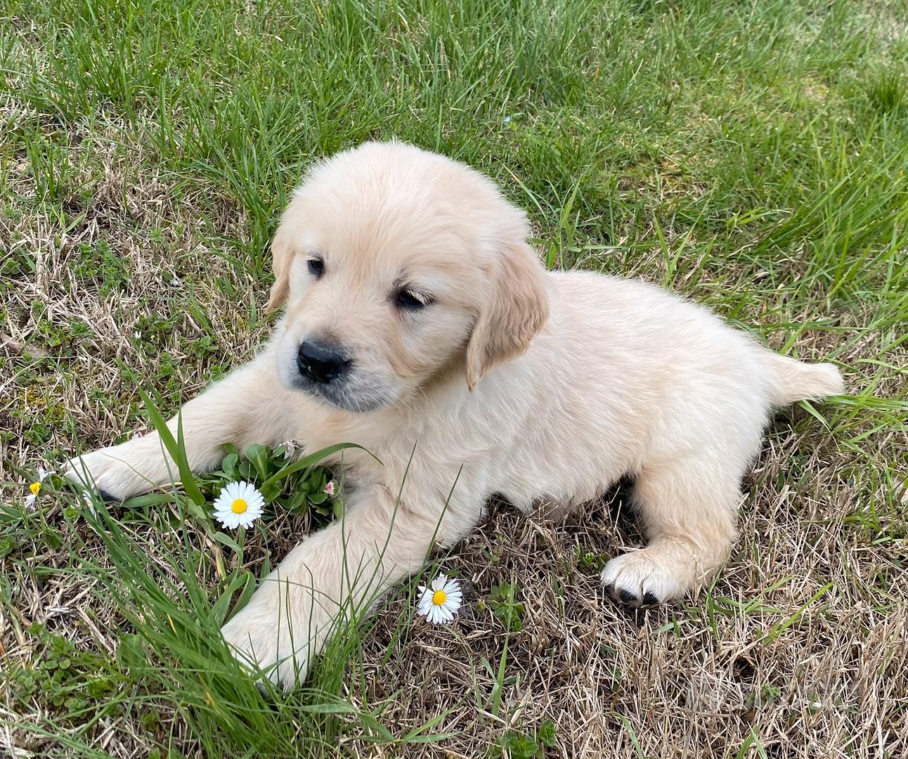 Golden retriever Animali In vendita a Arezzo