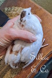 Quaglie CELADON perVOLIERE  in blocco