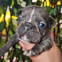 Bulldog francese blu