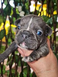 Bulldog francese blu
