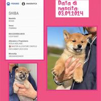 Shiba con pedigree ENCI da allevamento con affisso