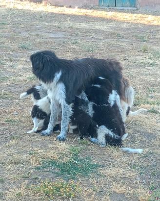 Cuccioli border collie maremmano