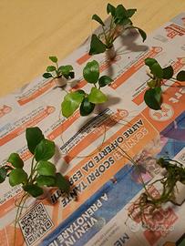 piante anubias per acquario 