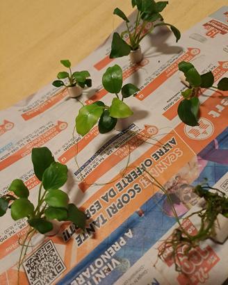 piante anubias per acquario 