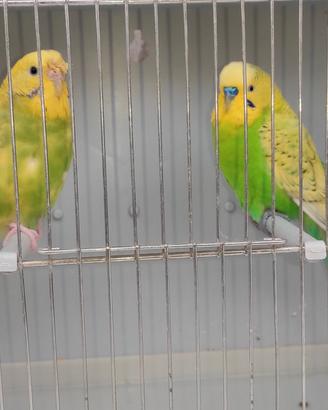 coppia di pappagalli cocorite già riprodotta 