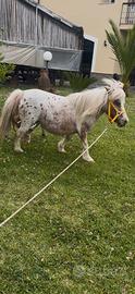 Mini pony femmina Appaloosa