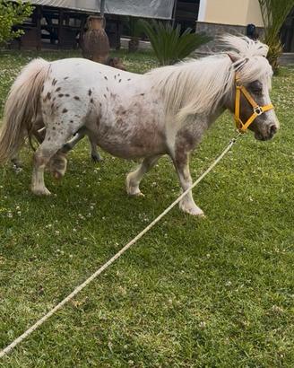Mini pony femmina Appaloosa