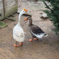 Coppia maschio Tolosa e femmina cignoide bianca