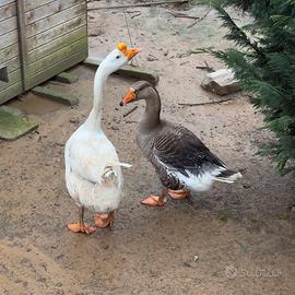 Coppia maschio Tolosa e femmina cignoide bianca