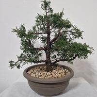 bonsai 