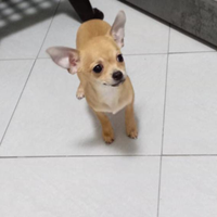 Chihuahua toy