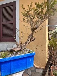 Bonsai