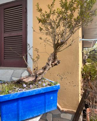 Bonsai