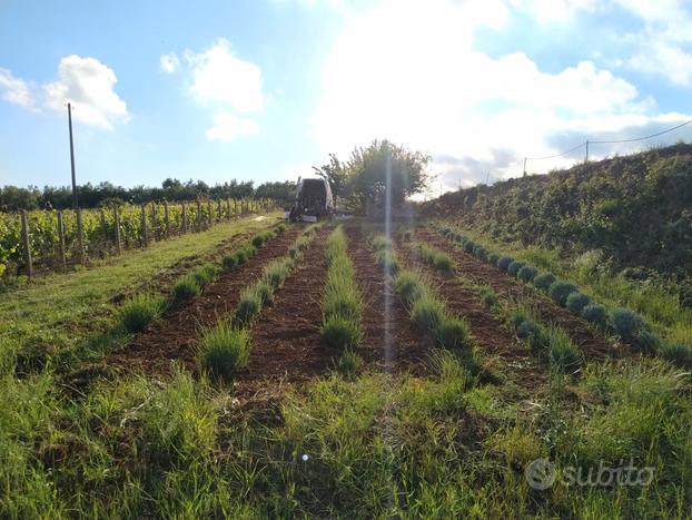 Terreno agricolo