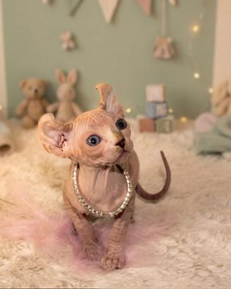 Sphynx