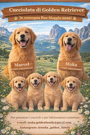 Cuccioli Golden Retriever linea americana