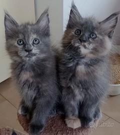 Cucciola di Maine Coon