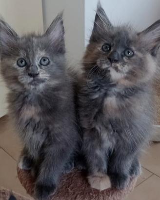 Cucciola di Maine Coon
