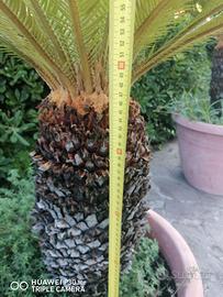 Pianta Cycas