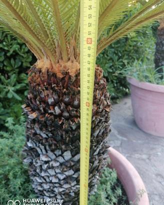 Pianta Cycas