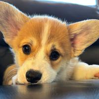 Corgi disponibili a Roma