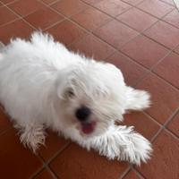 Maltese toy 3 mesi