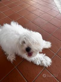 Maltese toy 3 mesi