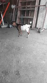 capretto tibetano